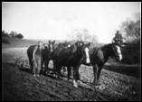 Ploughing at Waitepeka
